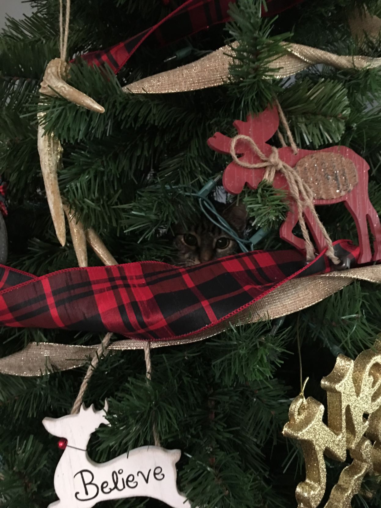 Holiday pet photos